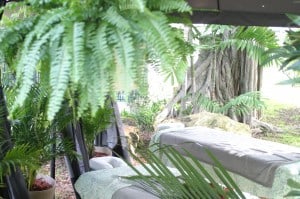 An idyllic hammock nestled amongst lush ferns and vibrant plants, creating a serene oasis.
Keywords: Ferns, Holiday Specials